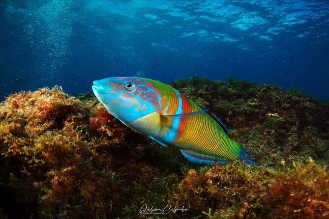 2 Hours Guided Snorkeling Tour in Playa Chica - Key things to notice before you go