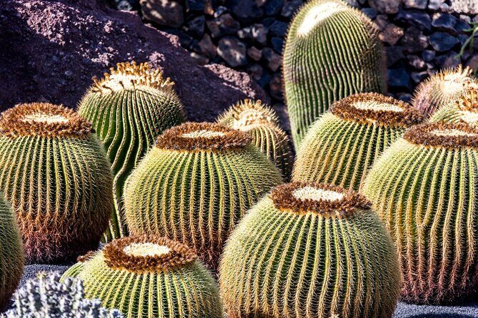 Cesar Manrique Highlights Half Day Tour - Stop 2: Jardín de Cactus with 1,100 sculptural plants