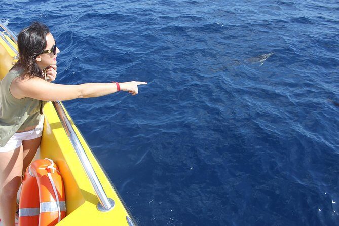 Dolphin Mini Cruise at Playa del Carmen - On-board guide talk: what makes the commentary worth your attention