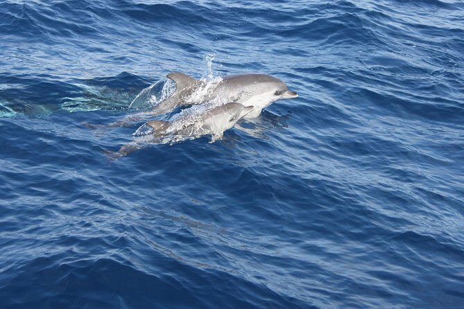 Dolphin Mini Cruise at Playa del Carmen - Who this cruise suits best (and who should think twice)