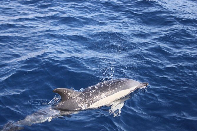 Dolphin Mini Cruise at Playa del Carmen - Price and value: is $42.05 a fair deal?