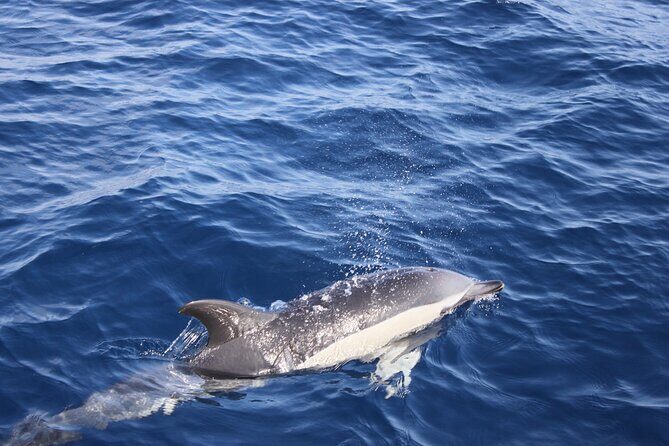 Dolphin Watching Cruise to Lobos Island - Pickup, meeting points, and how to avoid timing stress