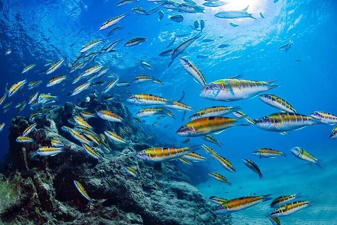 Experience Snorkelling in Puerto Del Carmen, Lanzarote - What happens at the meeting point (and why it matters)