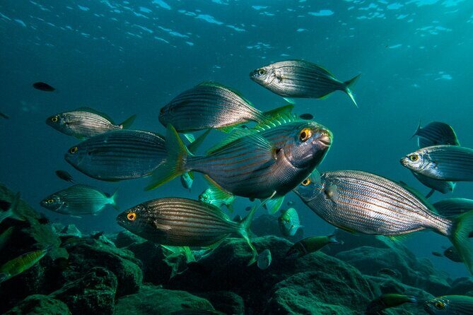 Guided Snorkel Experience - The 3 pm briefing that sets you up for an easy, confident snorkel
