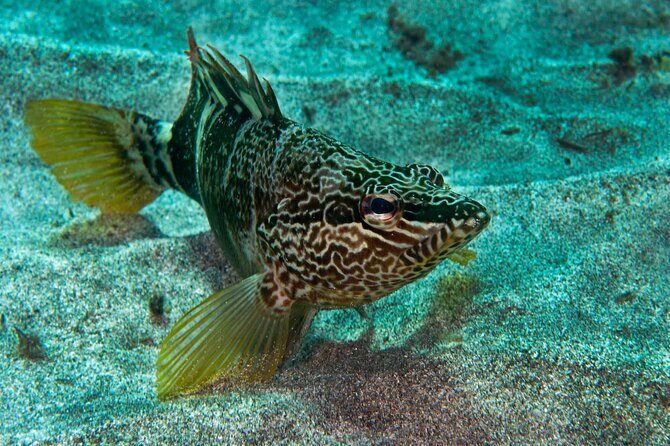 Guided Snorkel Experience - Gear you don’t have to rent: wetsuit, mask and tuba, fins