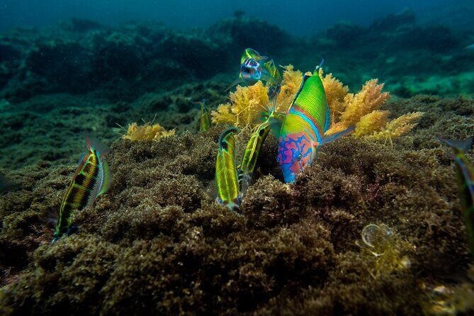Guided Snorkel Experience - Who this snorkel trip fits best (and who should consider alternatives)