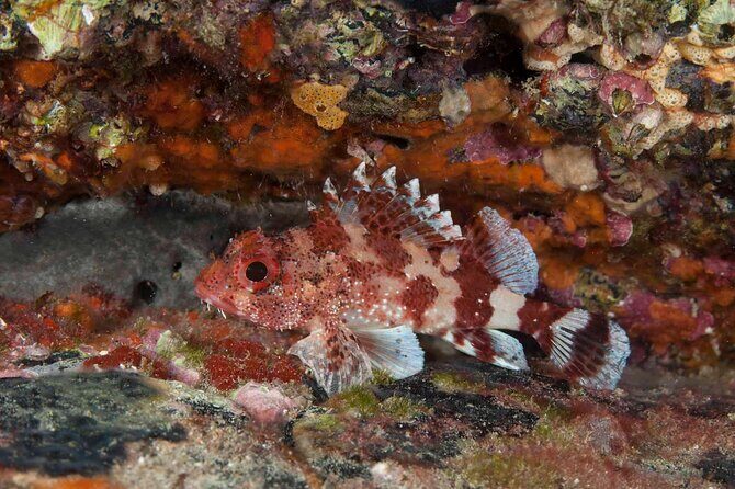 Guided Snorkel Experience - Getting there: Playa Blanca pickup and the Centro Comercial La Mulata meeting point