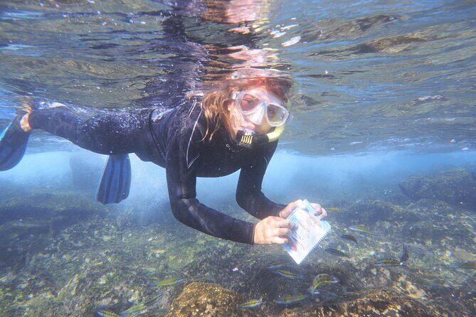 Guided Snorkeling Experience - Key highlights worth knowing before you go