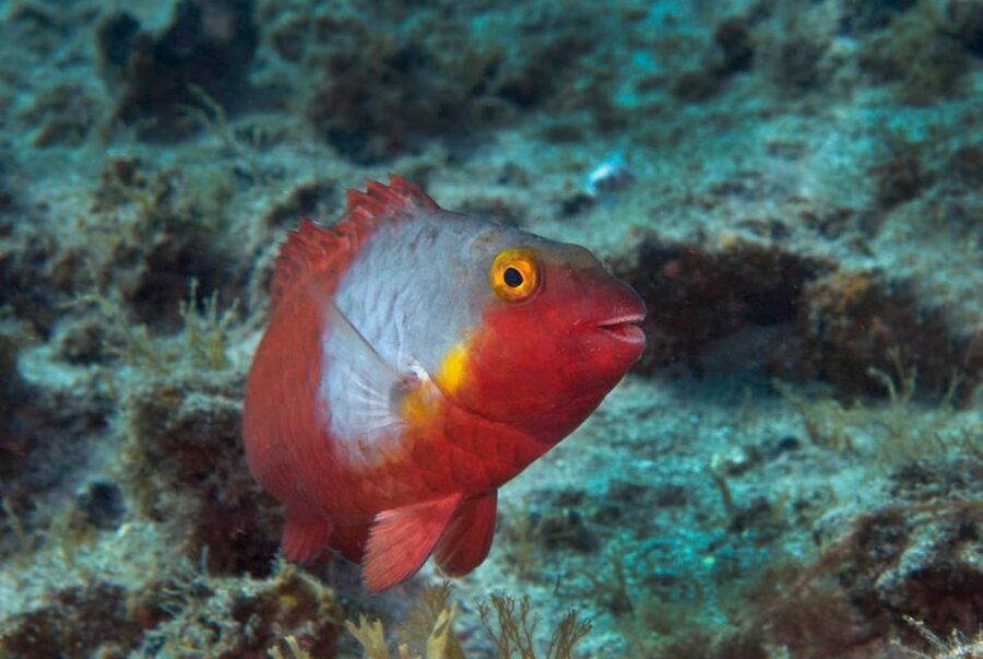 Guided Snorkeling Experience - Who this snorkel tour is best for (and who should think twice)