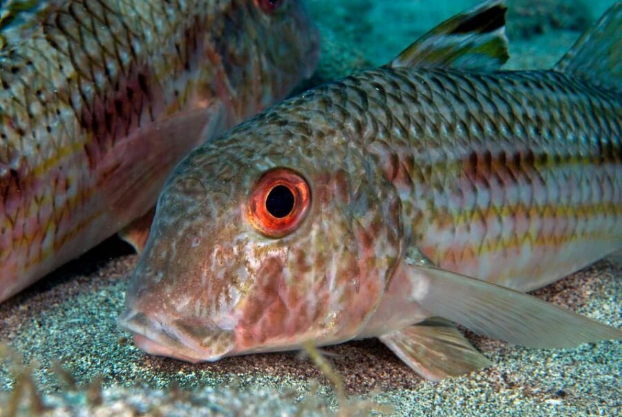 Guided Snorkeling Experience - Practical questions you’ll want answered before you book