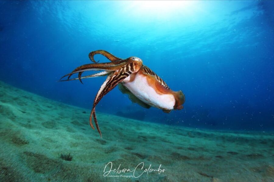 Guided Snorkeling Experience - Should you book this guided snorkeling in Playa Blanca?