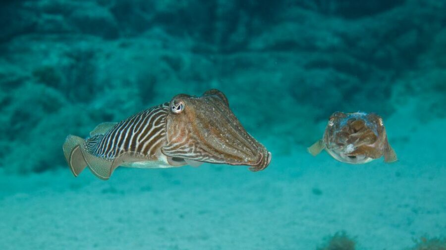 Lanzarote: 2-dive package in Playa Blanca - certified divers - Should you book Bonito’s 2-session package in Playa Blanca?