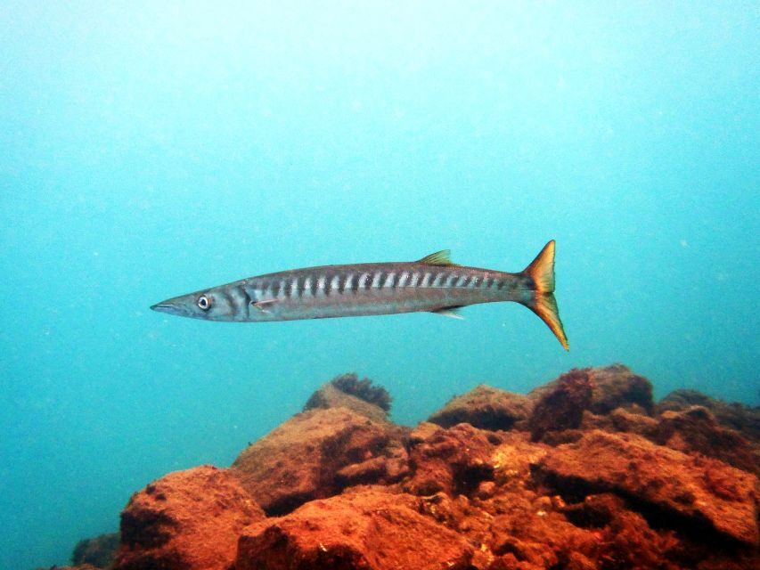 Lanzarote: 2-dive package in Playa Blanca - certified divers - Reef stop 2 at Timanfaya Reef: a pleasant swim with soft current