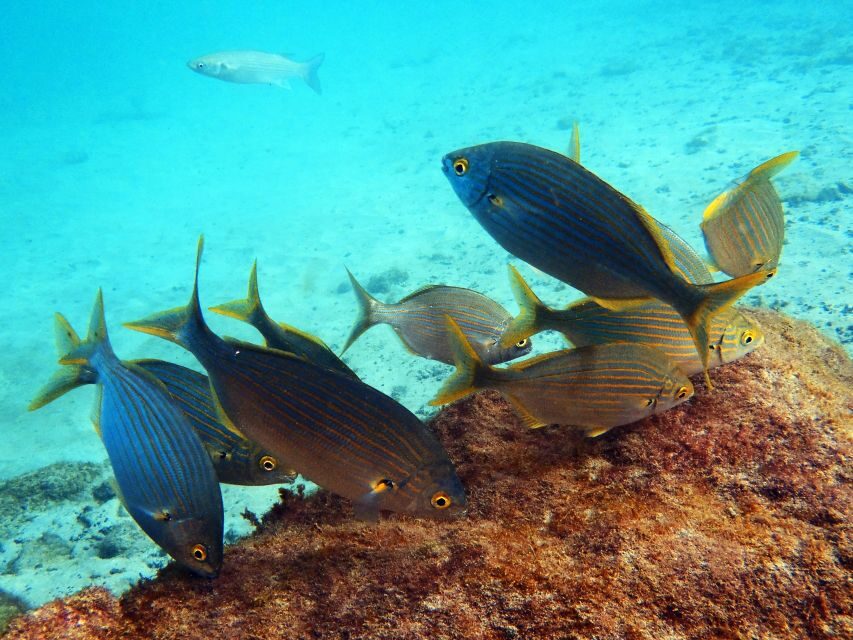 Lanzarote: 2-dive package in Playa Blanca - certified divers - What’s included: equipment, insurance, transfers, and real value
