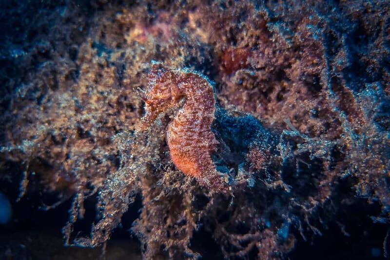 Lanzarote: Beginner Diving Course Costa Teguise (2 dives) - Key Highlights You’ll Feel Right Away