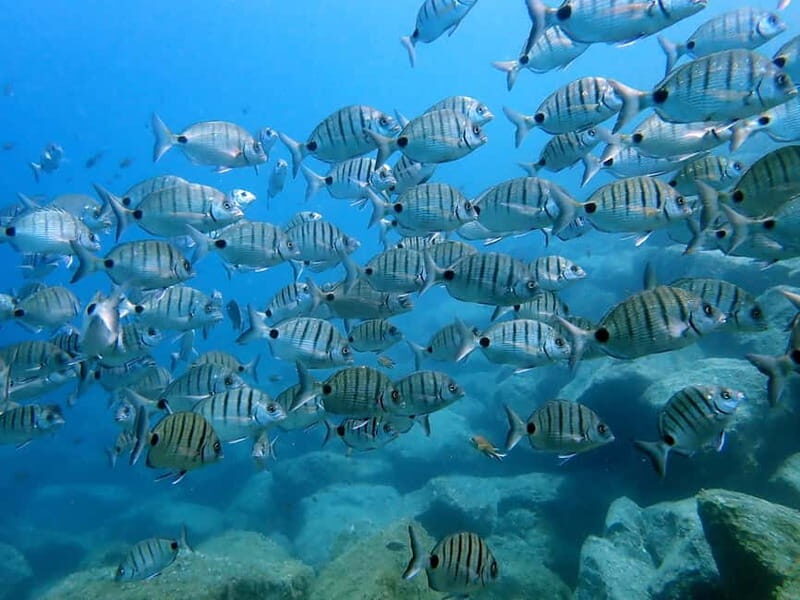 Lanzarote: Beginner Diving Course Costa Teguise (2 dives) - Session two in 6–12 m: the thrill of going a bit deeper without losing control