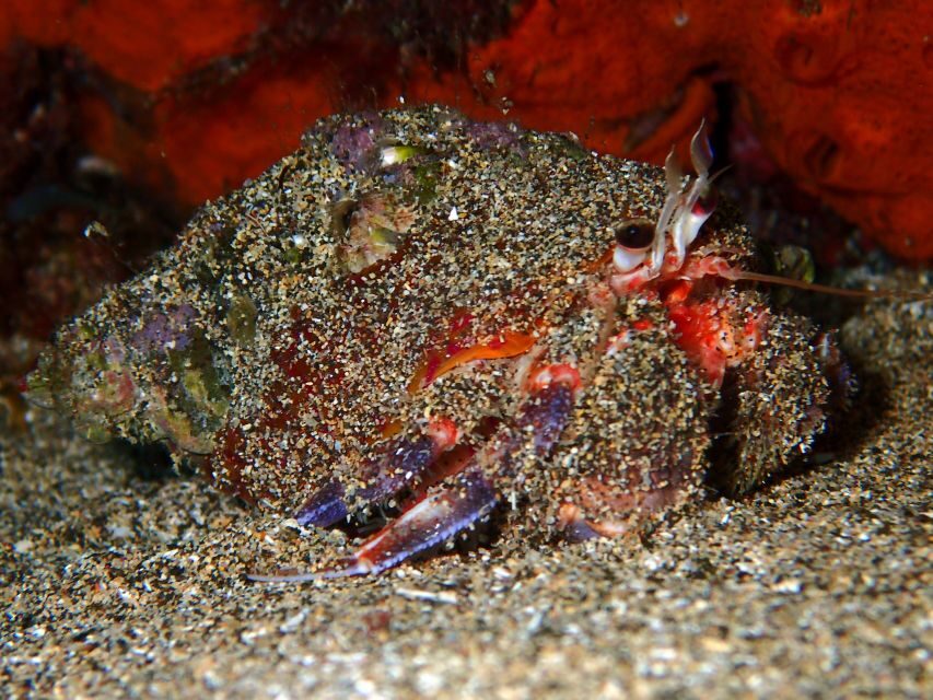 Lanzarote: Beginner Diving Course Costa Teguise (2 dives) - Marine life on Lanzarote’s Atlantic: what you should expect to see