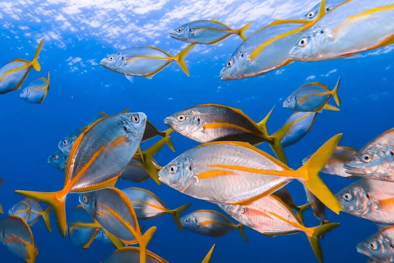 Lanzarote: Small Group Beginner Dive Course Costa Teguise - Costa Teguise is the right launchpad for first-time underwater skills