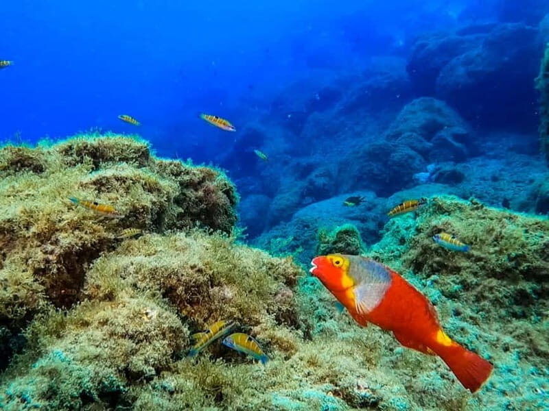 Lanzarote: Small Group Beginner Dive Course Costa Teguise - The 40-minute underwater session in 3–5m: what you actually practice