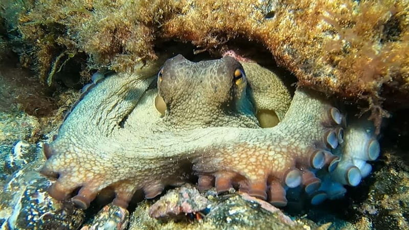 Lanzarote: Small Group Beginner Dive Course Costa Teguise - Small group attention: up to 3 students and an instructor that stays close