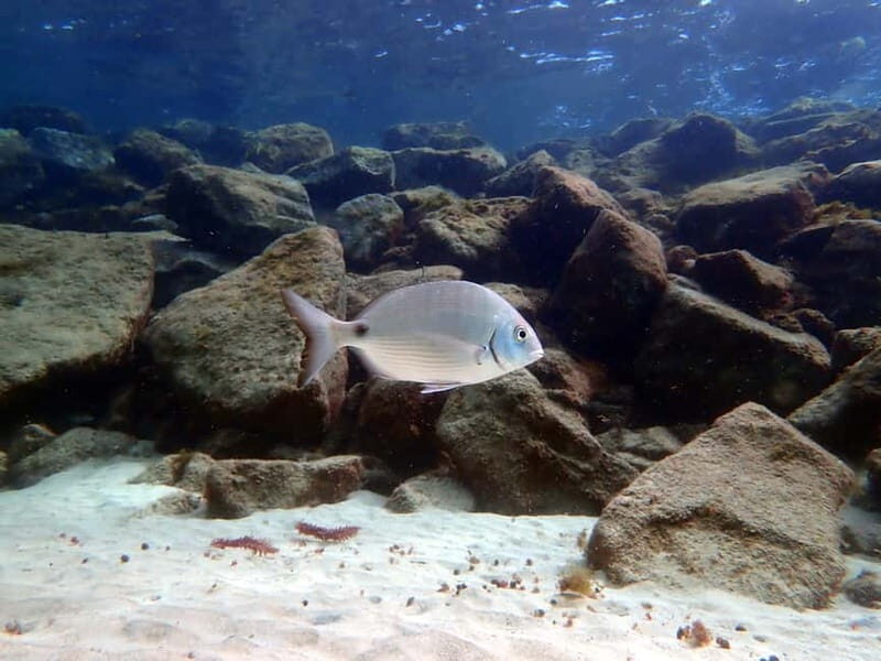 Lanzarote: Small Group Beginner Dive Course Costa Teguise - Price and value: why $85 can make sense for a first underwater lesson