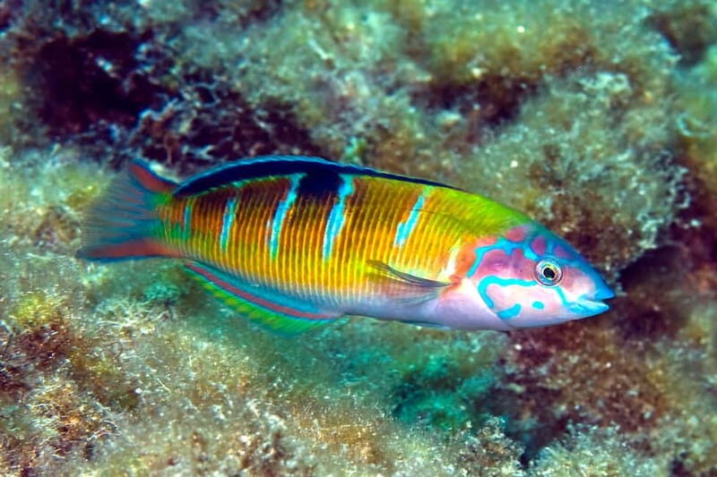Lanzarote: Small Group Beginner Dive Course Costa Teguise - Who should book this beginner scuba session (and who should skip it)
