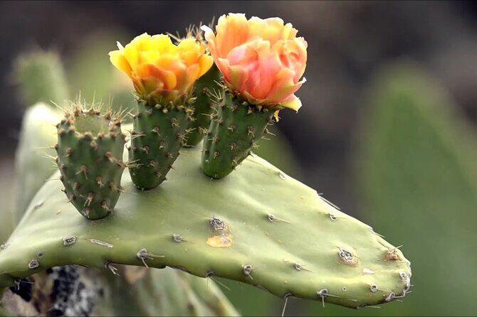 Lanzarote Tour: Lagomar Museum, Cactus Garden & La Graciosa - Who should book this Lanzarote tour?
