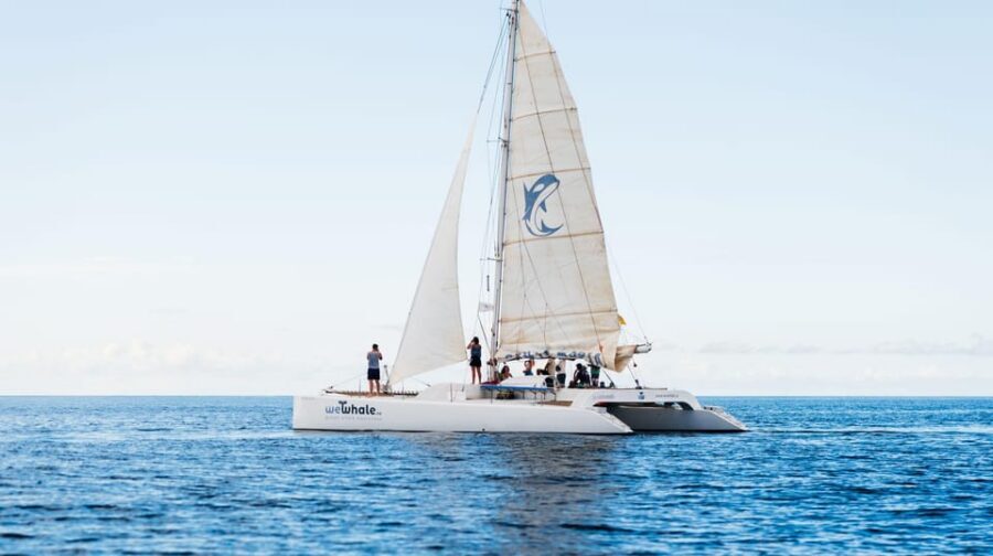 Lanzarote: Whale and Dolphin Watching Eco-Friendly Catamaran - Price and value: what you’re paying for at $112 per person
