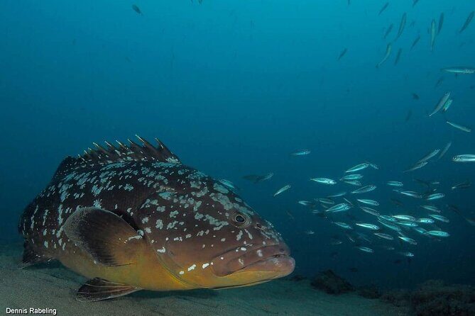 Private Snorkeling Tour from Playa Grande Beach - Meeting Euro-Divers Lanzarote and getting set up (1:00 pm start)