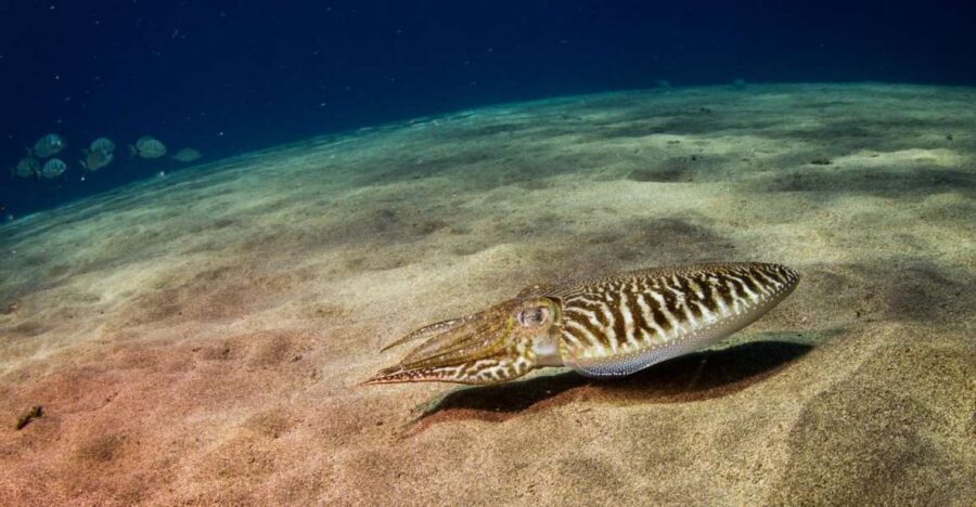 Puerto del Carmen: 2 Guided Scuba Dives (certified only) - Getting There: Atlantis Meeting Point to RIB Speedboat Ride