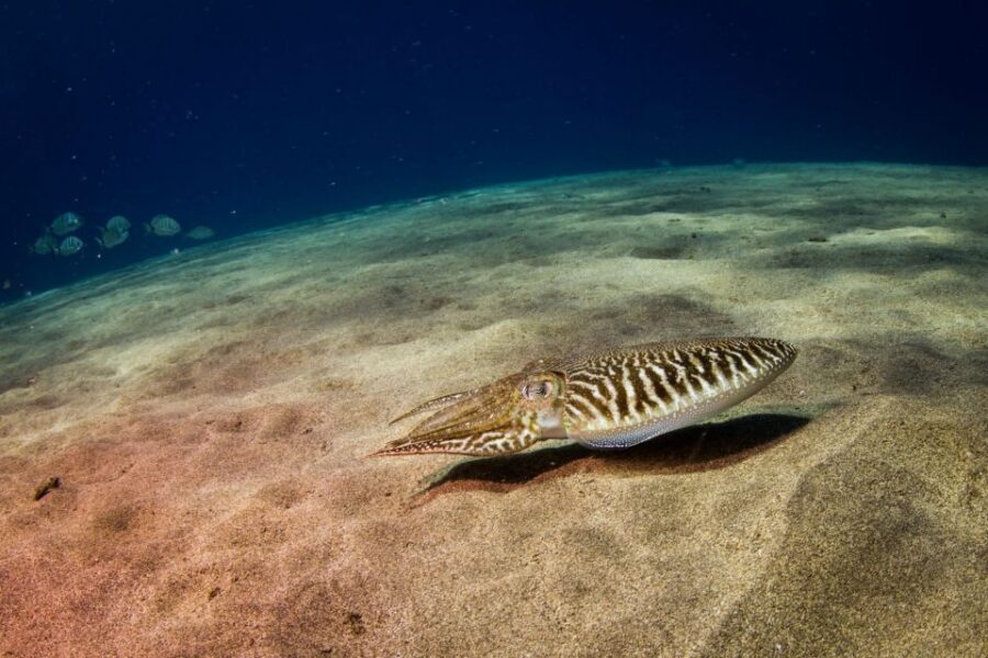 Puerto del Carmen: 2 Guided Scuba Dives (certified only) - Gear and Setup: Cressi Equipment That’s Replaced Each Year
