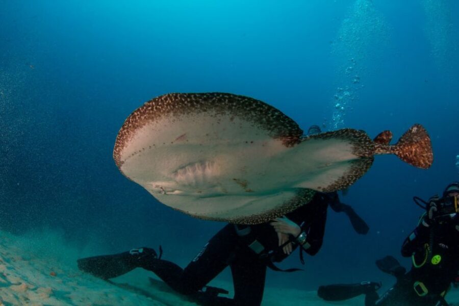 Puerto del Carmen: Guided Scuba Dive (certified only) - Getting kitted out, then heading out on a RIB speedboat