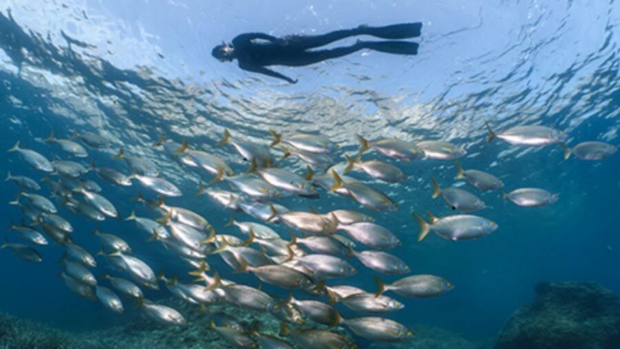 Puerto del Carmen: Snokel tour with an instructor - The 1-hour in-water session: how you actually spot fish and bigger life