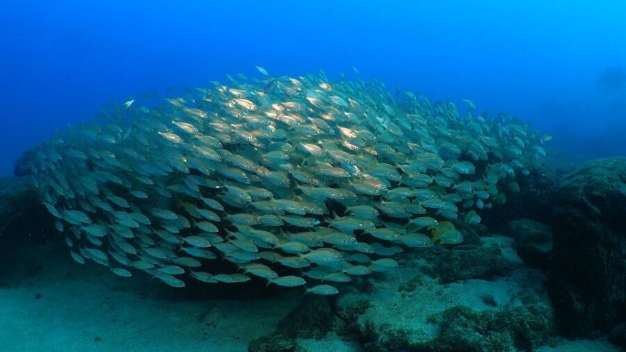 Puerto del Carmen: Try Scuba Diving from the beach - The best kind of person for this Puerto del Carmen scuba try