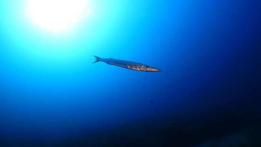 Puerto del Carmen: Try Scuba Diving from the beach - What to bring (and what not to bring) for an easy beach day