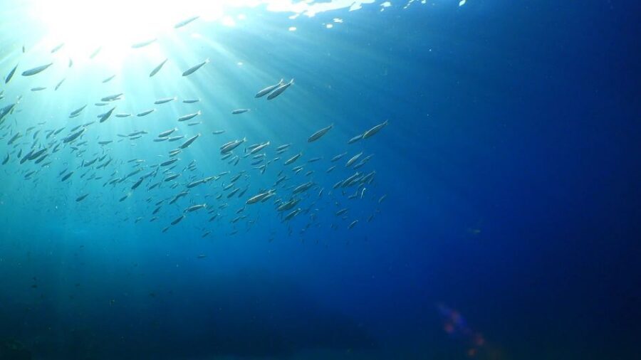Puerto del Carmen: Try Scuba Diving from the beach - The 2-hour schedule: what happens before you ever go deeper