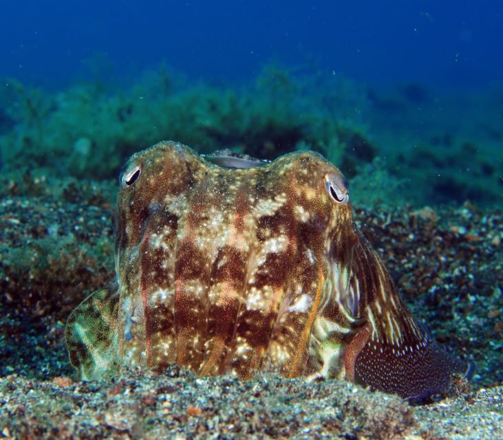 Puerto Del Carmen: Try Scuba Diving with 2 Dives and Photos - Before you go: language, medical form, and the 24-hour flight rule