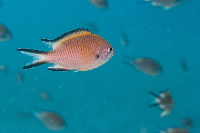 Single Scuba Try-Dive in Puerto del Carmen - small groups - 2 hours - Depth limit and pacing: the safety trade-off (including the short water time)