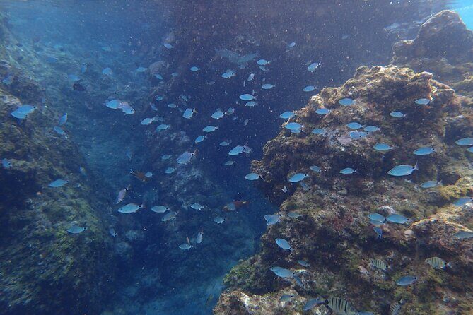 Snorkel in Lanzarote with Guide - Reef time outside the bay: where you’ll spot more marine life