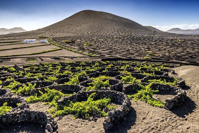 Timanfaya and Cueva de los Verdes - La Geria vineyards: arid volcanic ground that actually grows wine