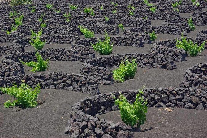 Tour Lanzarote South with Winery Visit - Price and value for $92.31: what’s included, what’s optional